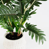 Xanadu Philodendron in Pot