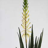 Sprouting Aloe Plant in Pot