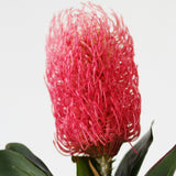 Pink Protea Stem