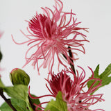 Pink Thistle Stem