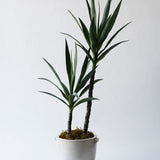 Yucca Plant in Concrete Pot