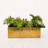Succulent Garden