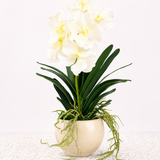 Single Vanda Orchid