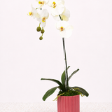 Single Phalaenopsis Orchid