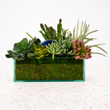 Cacti & Succulents Garden
