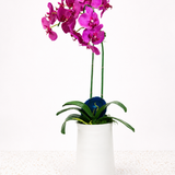 Double Phalaenopsis Orchid
