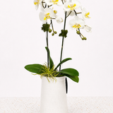 Double Phalaenopsis Orchid