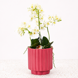 Double Petite  Orchid